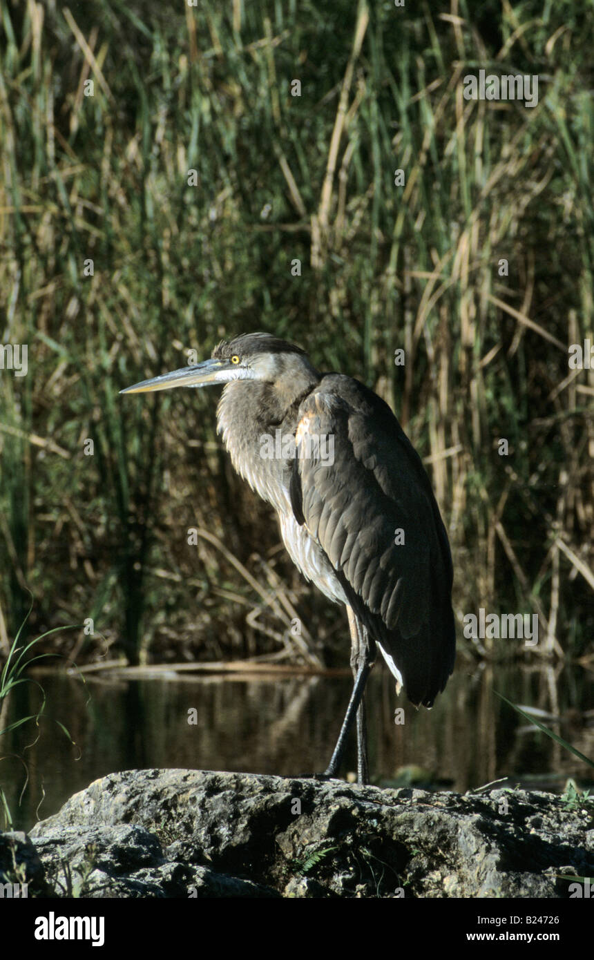 Great Blue Heron Big Cypress Nat Preserve Florida USA Stockfoto