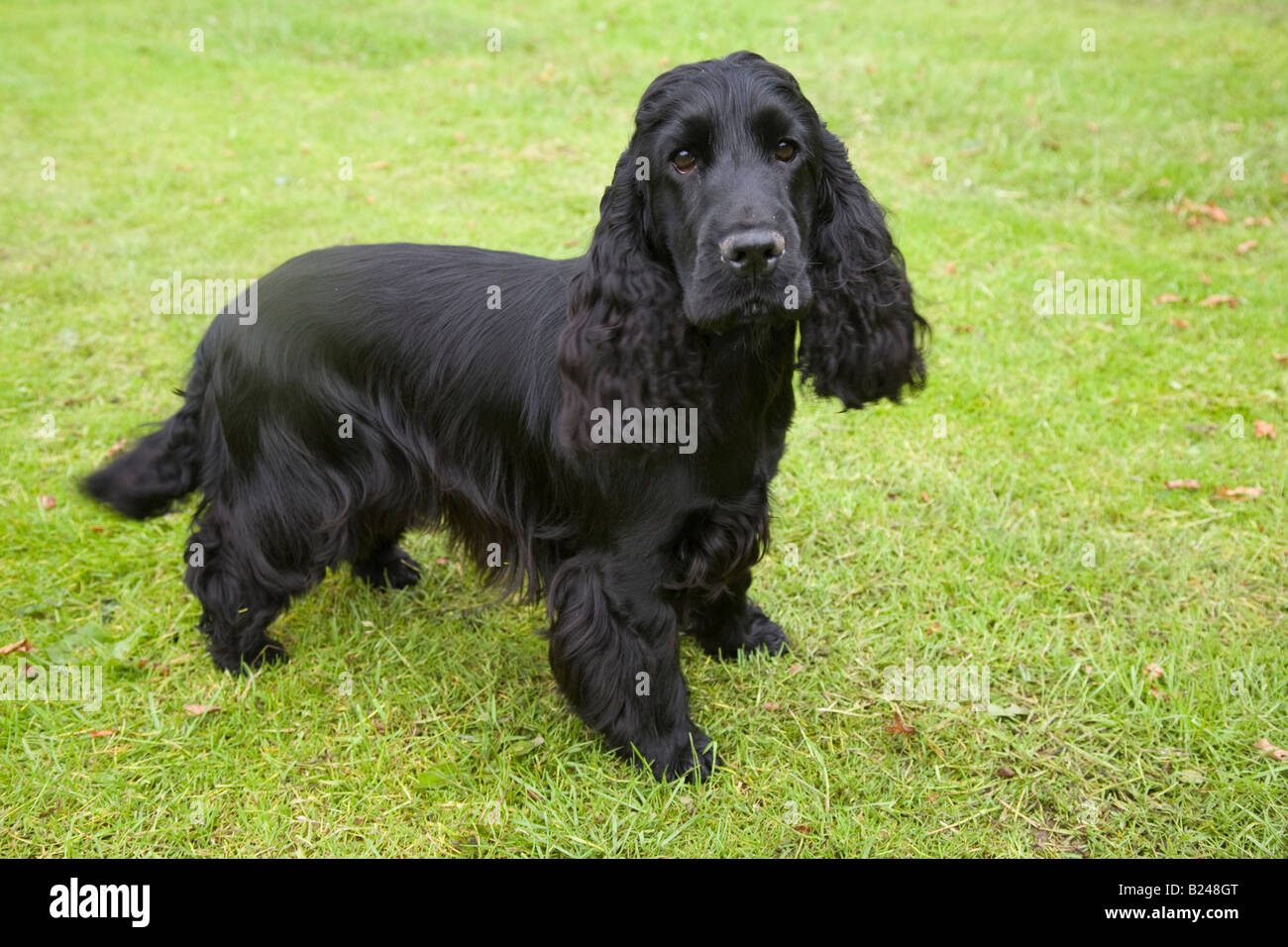Black English Cocker Spaniel UK; eine Rasse von Waffenhund; bemerkenswert für die Herstellung einer der vielfältigsten Zahlen von Welpen in einem Wurf unter Hunderassen. Stockfoto