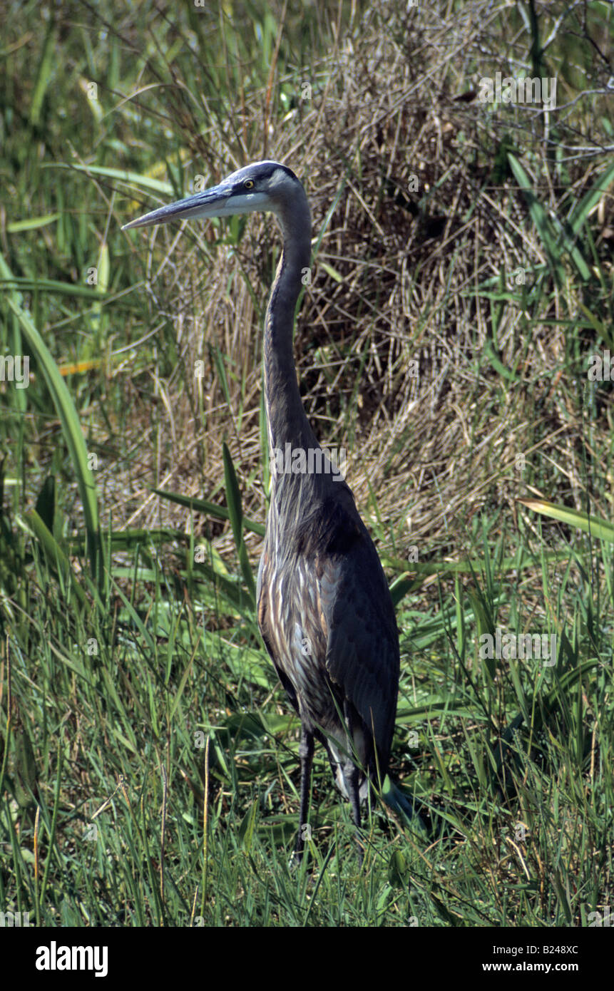 Great Blue Heron Big Cypress Nat Preserve Florida USA Stockfoto