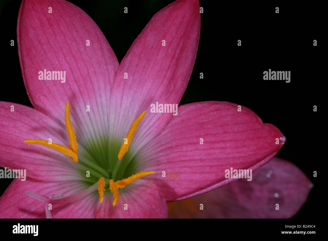 Schöne Lilie Blume in einem Garten in Penonome, Provinz Cocle, Republik Panama. Stockfoto