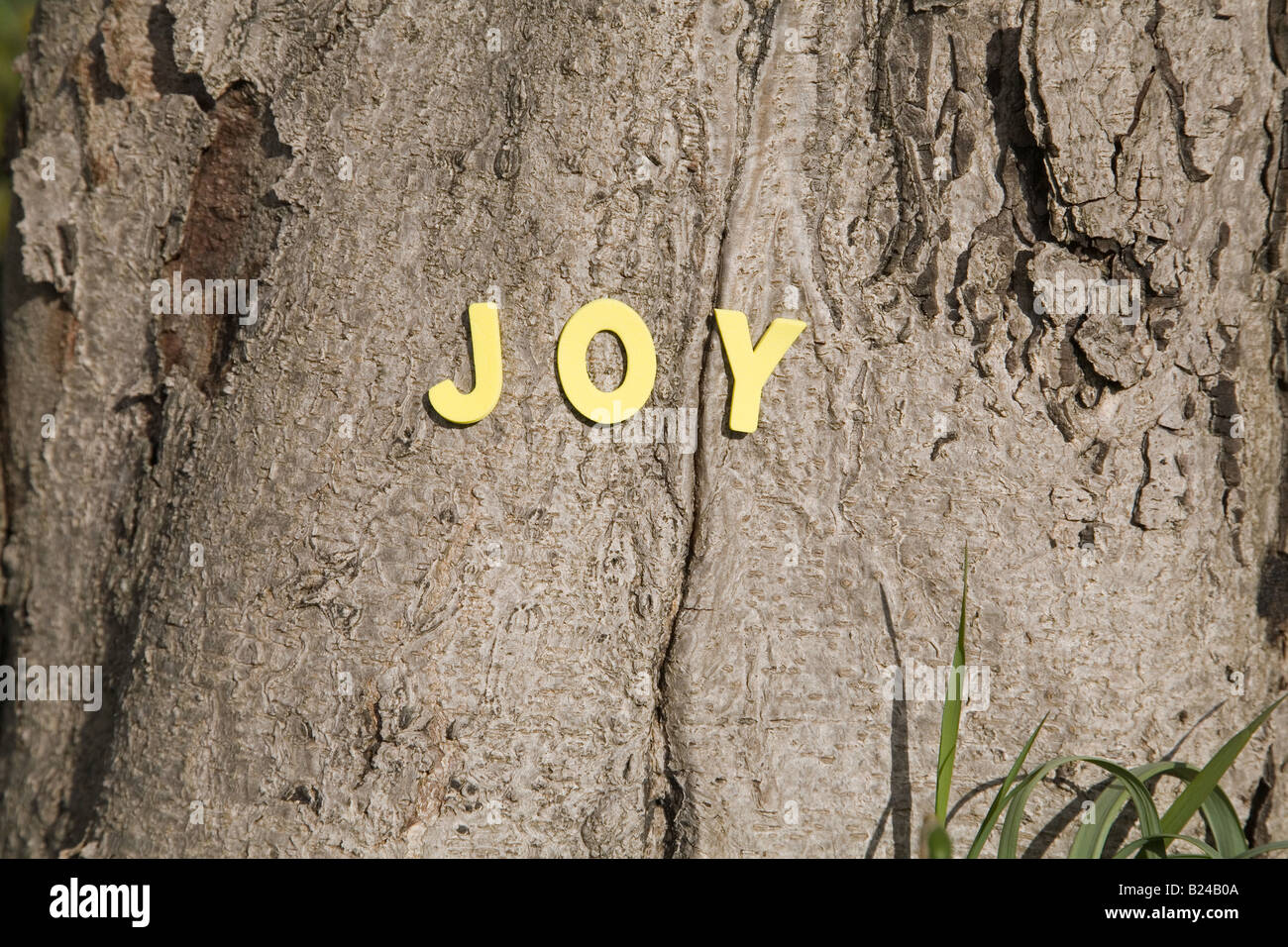 Die Wort-Freude an einem Baumstamm Stockfoto