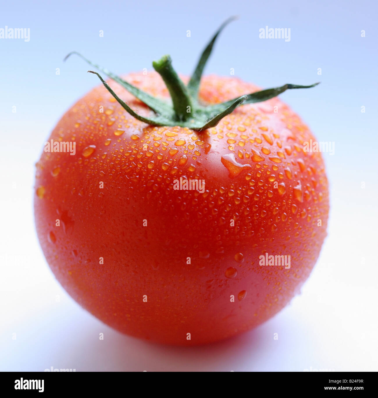 Tomaten-Objekte auf weißem Hintergrund Stockfoto
