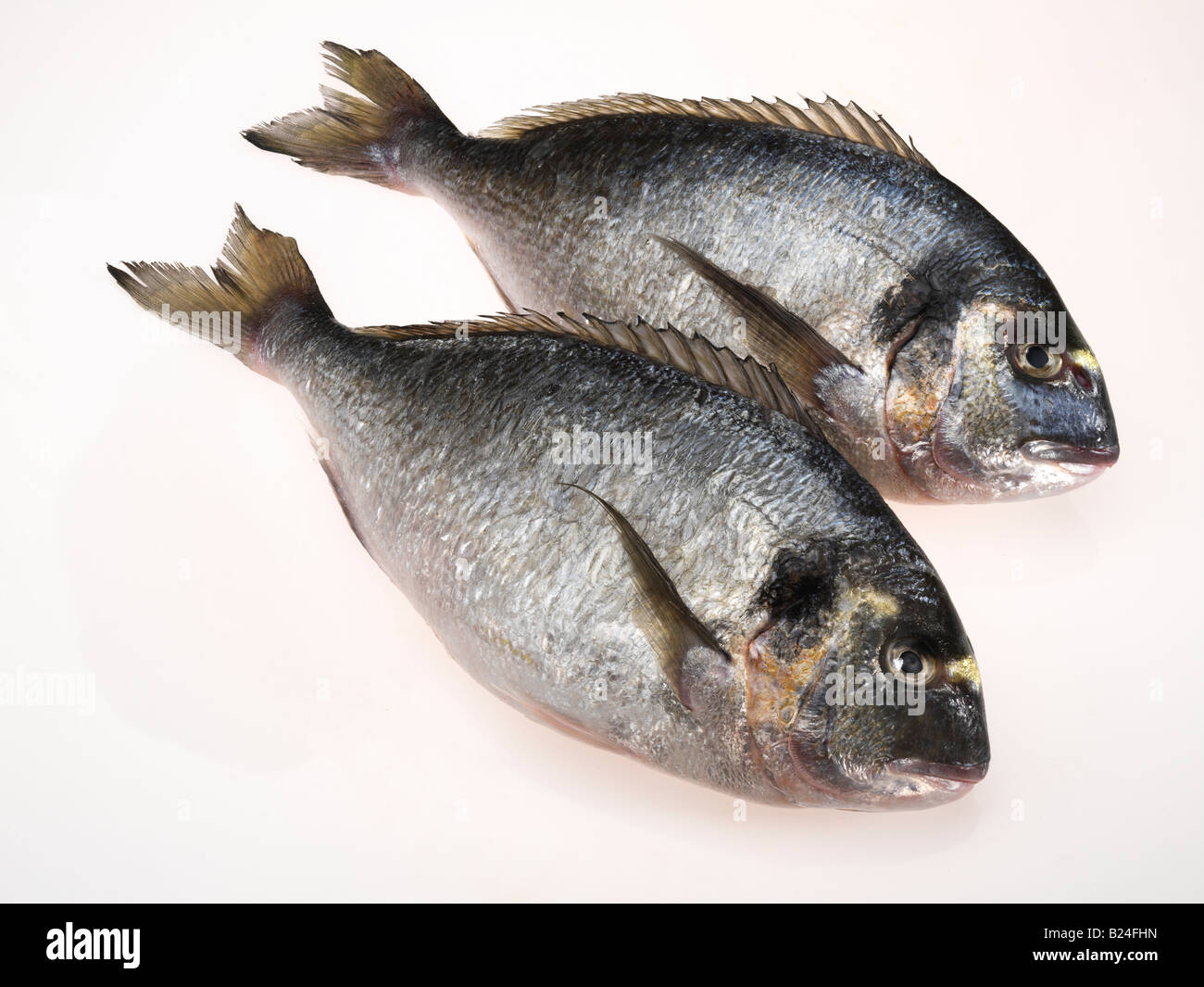 2 königliche Bream Fisch Stockfoto