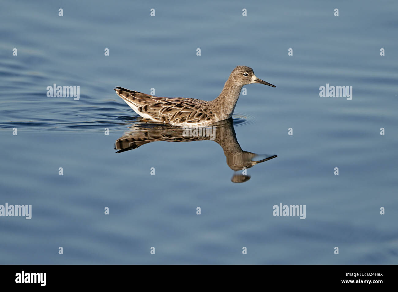 Philomachus Pugnax männlichen Schwimmen im Winterkleid Lancashire UK Februar RUFF Stockfoto