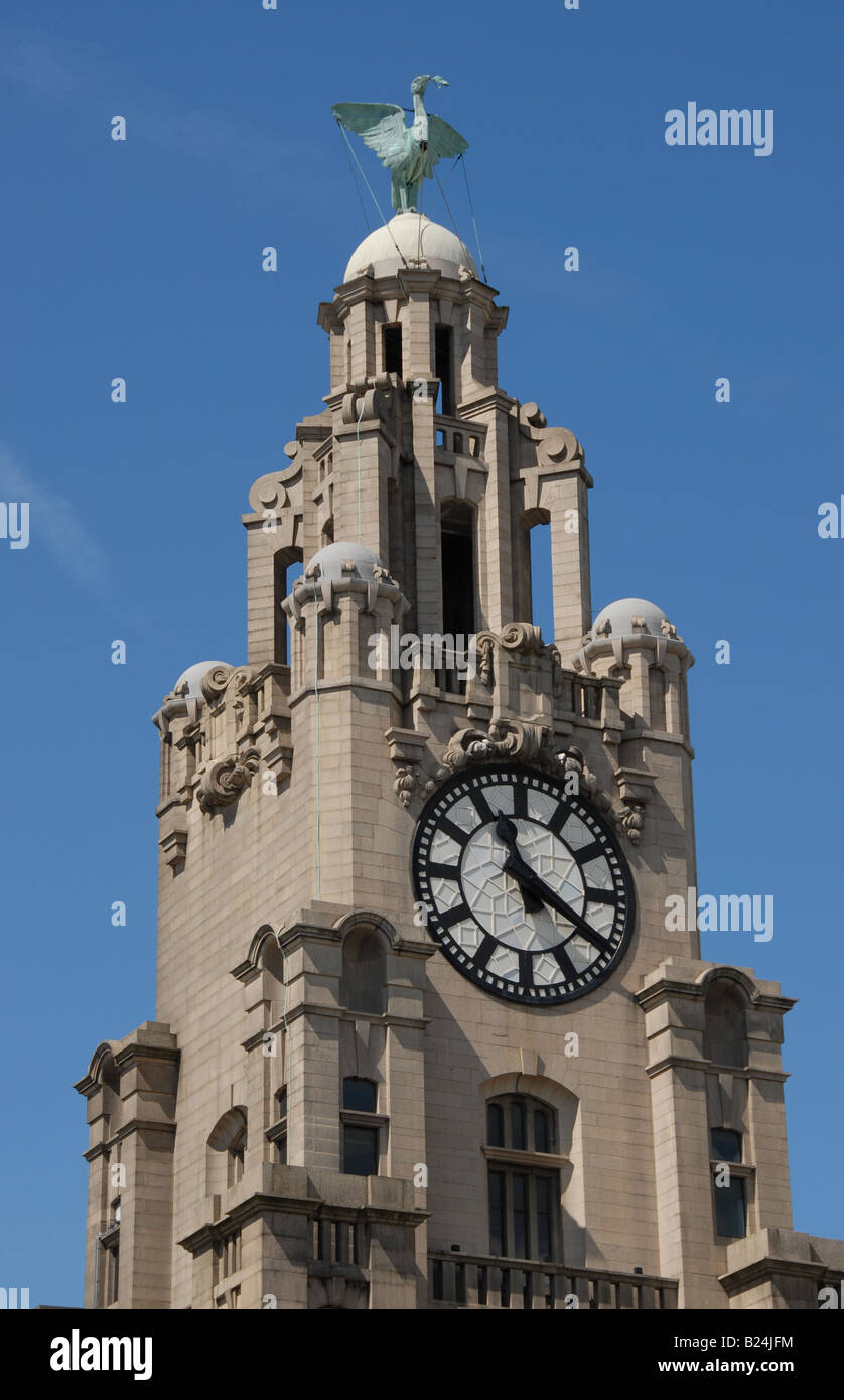 Eines der Liver Birds auf die Leber, die Gebäude auf dem Molenkopf in Liverpool, abgeschlossen im Jahre 1911. Stockfoto