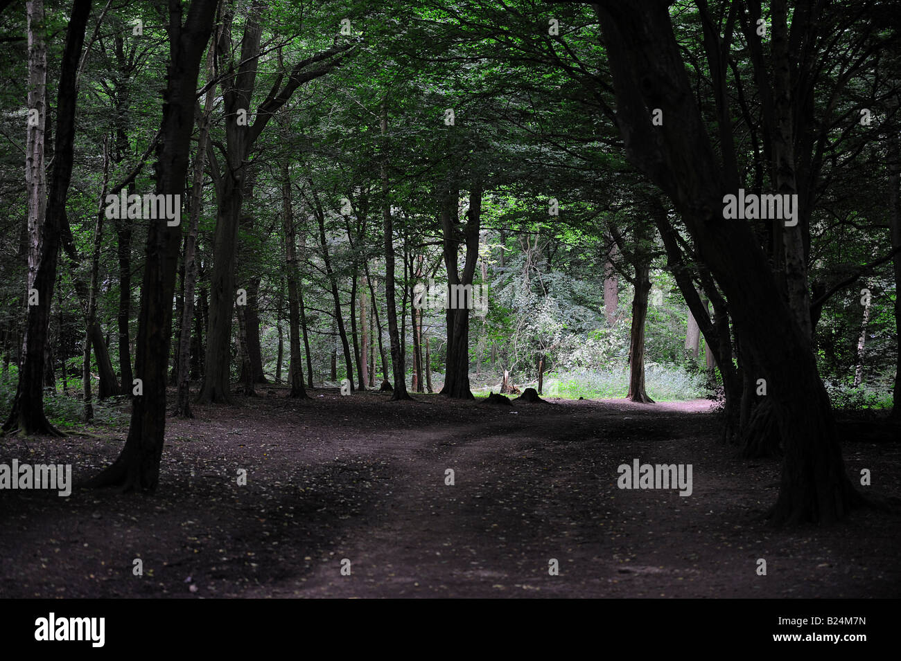 Torbogen der Bäume in Whippendell Woods Stockfoto
