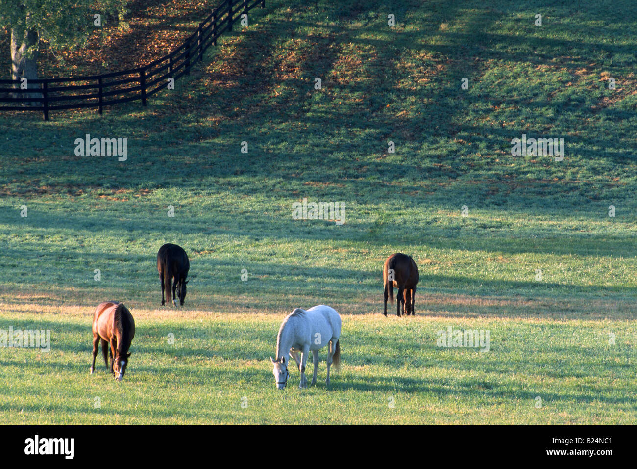 Vollblut-Pferde in Kentucky Farm Morgen bei Sonnenaufgang Stockfoto