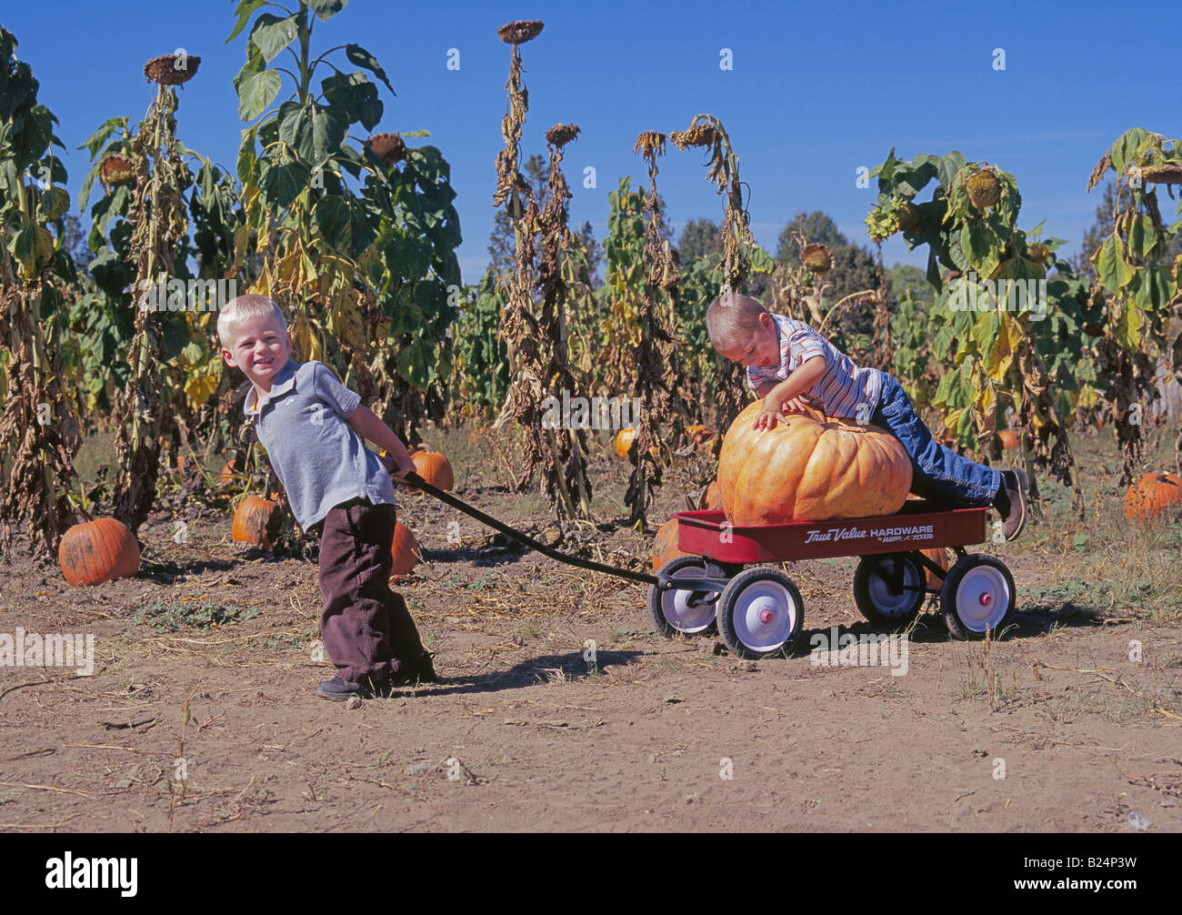 Zwei junge Brothersl besuchen die D-D-Ranch, Kürbisse für Halloween im Oktober von ihrer Kürbisbeet sammeln Stockfoto