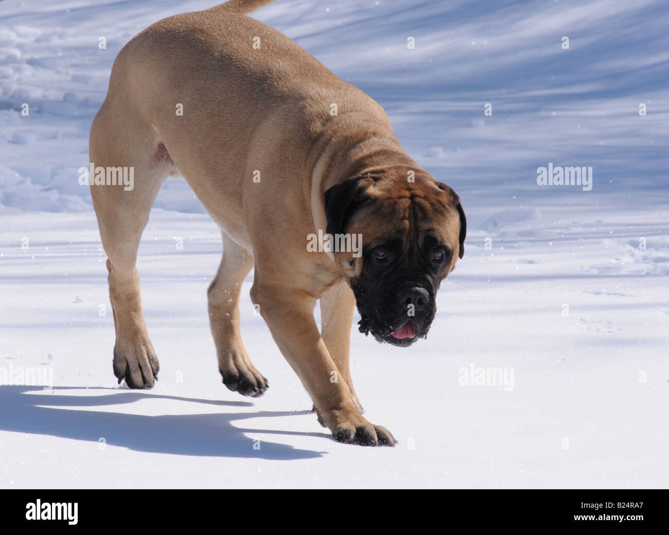 Eine schöne Beige / Fawn Bullmastiff (männlich) in der verschneiten kanadischen Winter, spielen und Ausruhen im Schnee. Diese Hunde lieben Schnee. Stockfoto