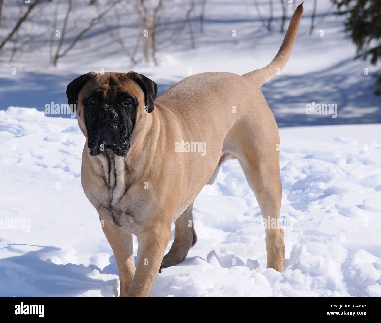 Eine schöne Beige / Fawn Bullmastiff (männlich) in der verschneiten kanadischen Winter, spielen und Ausruhen im Schnee. Diese Hunde lieben Schnee. Stockfoto