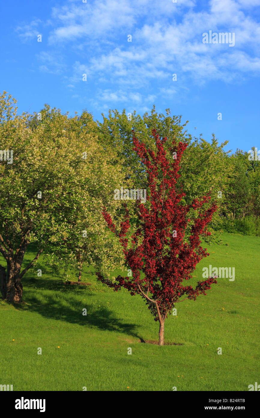 Frühling im Confederation Park, Calgary, Alberta Stockfoto