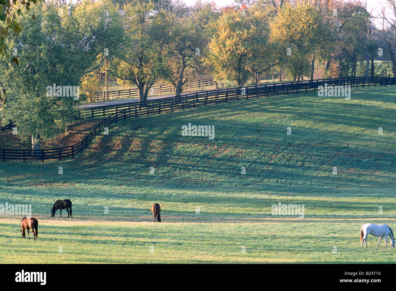 Vollblut-Pferde in Kentucky Farm Morgen bei Sonnenaufgang Stockfoto