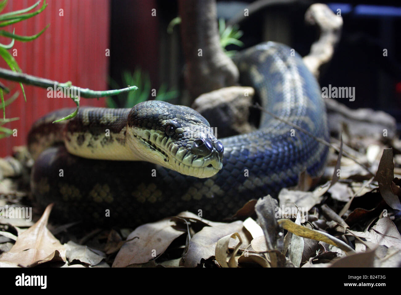 Nahaufnahme von einem Capet Python BDa11198 Stockfoto