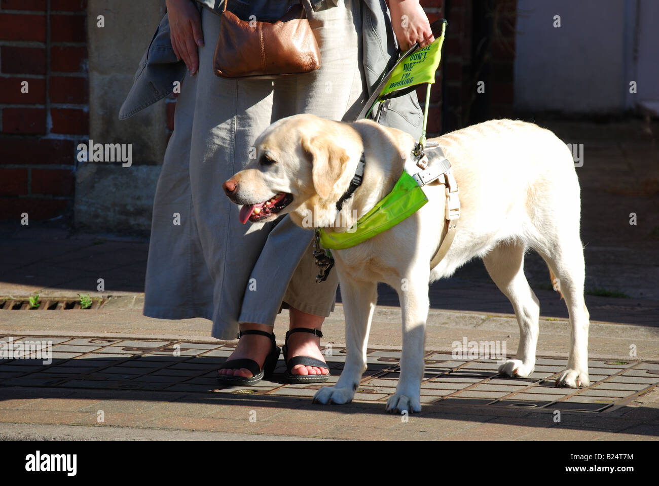 Frau Kreuzung Straße mit Labrador Blindenhund, Anna, Berkshire, England, Vereinigtes Königreich Stockfoto
