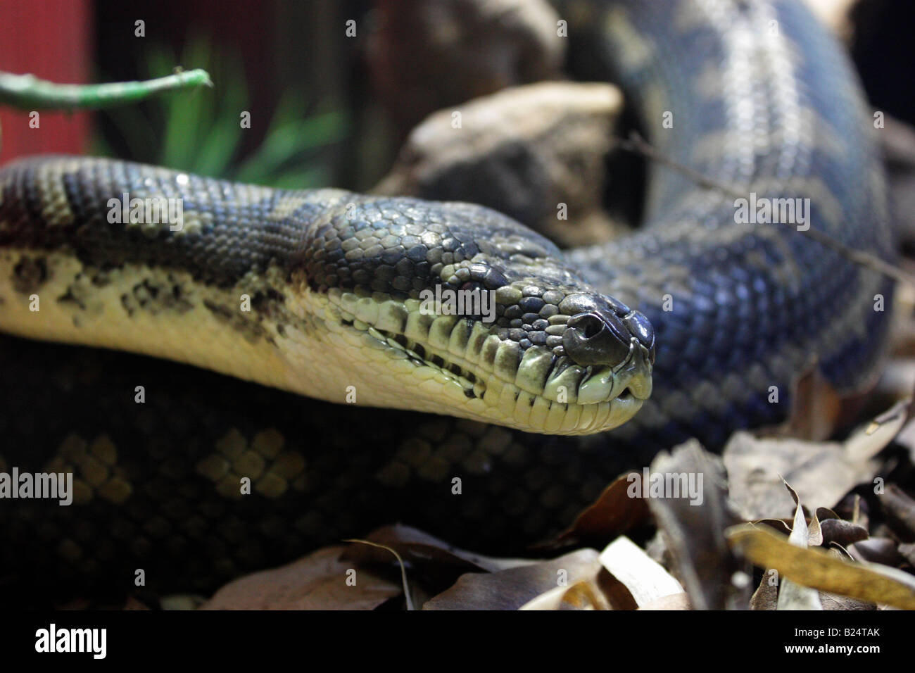 Nahaufnahme von einem Capet Python BDa11200 Stockfoto