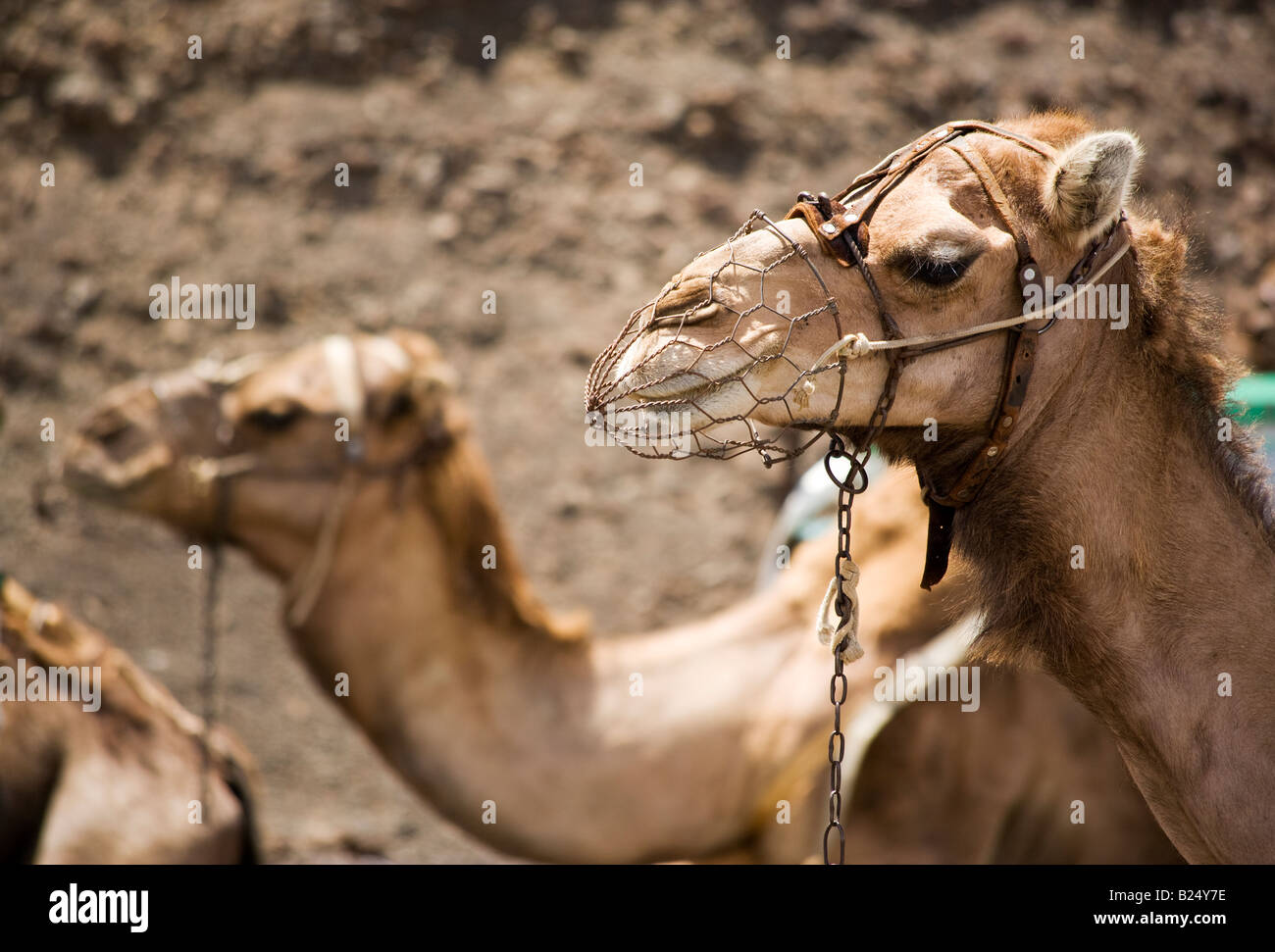Kamelreiten im Timanfaya Nationalpark, Lanzarote Stockfoto