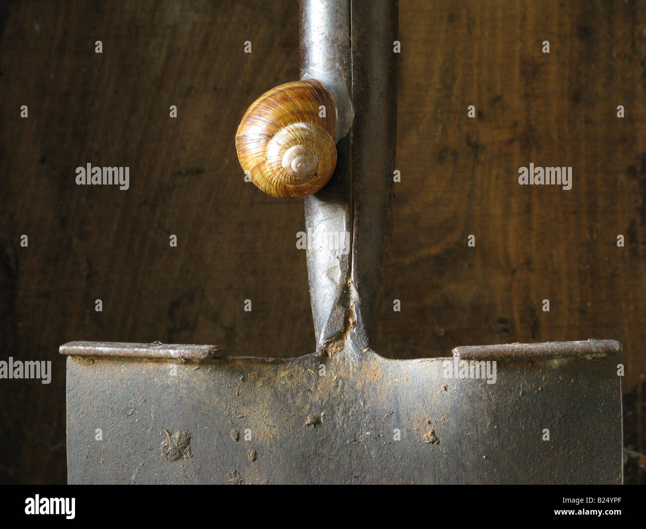 Schnecke auf Garden Spaten Stockfoto
