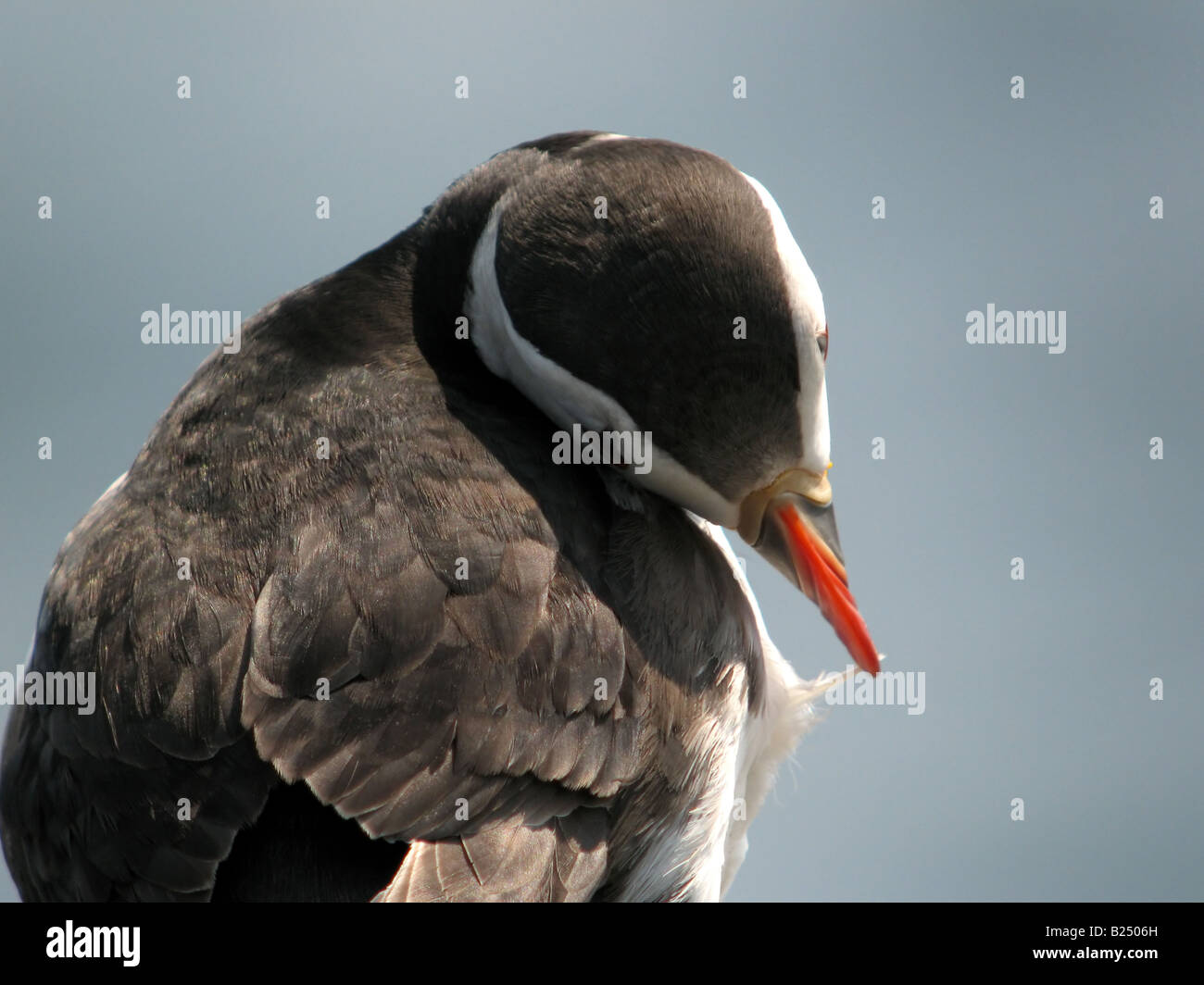 Puffin - Farne Islands, Northumberland Stockfoto