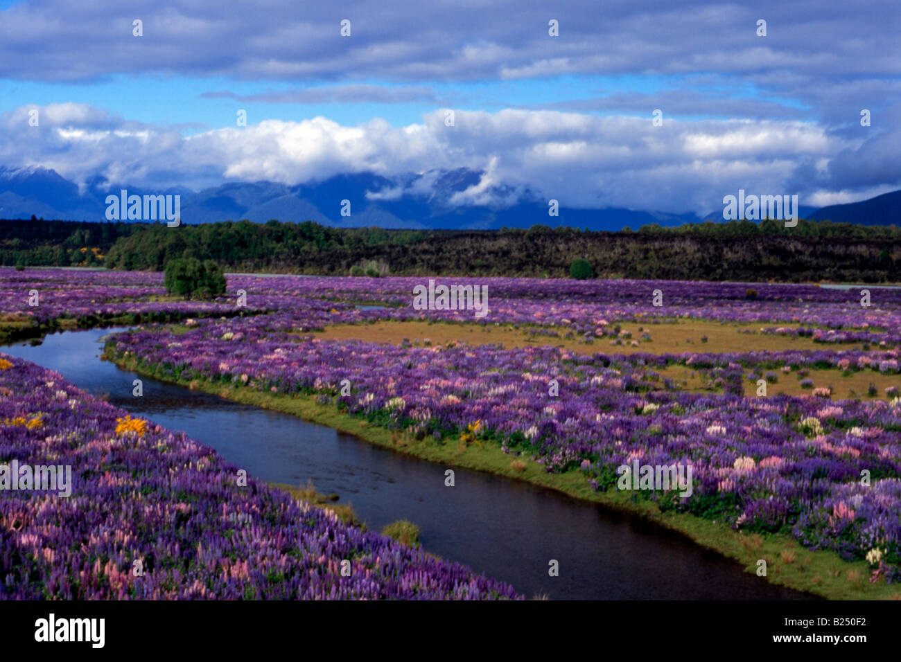 Lupinen (Lupinus) erstellen eine Farbenpracht in den Tälern des Fiordland und entlang Highway 94 (Straße nach Milford Sound), Neuseeland Stockfoto