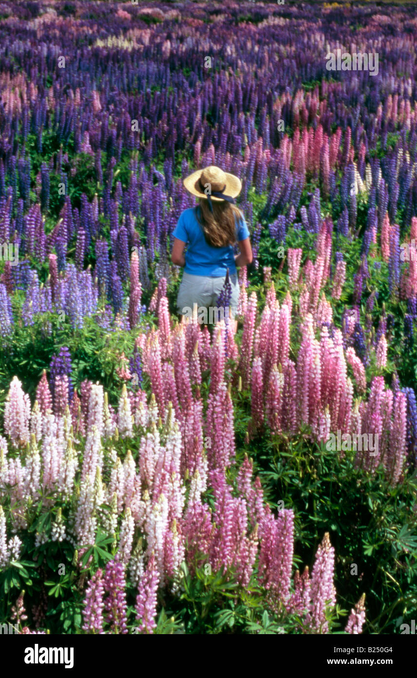 Mädchen stehen mitten in einem Feld von Lupinen in voller Blüte, Fiordland, Neuseeland Stockfoto
