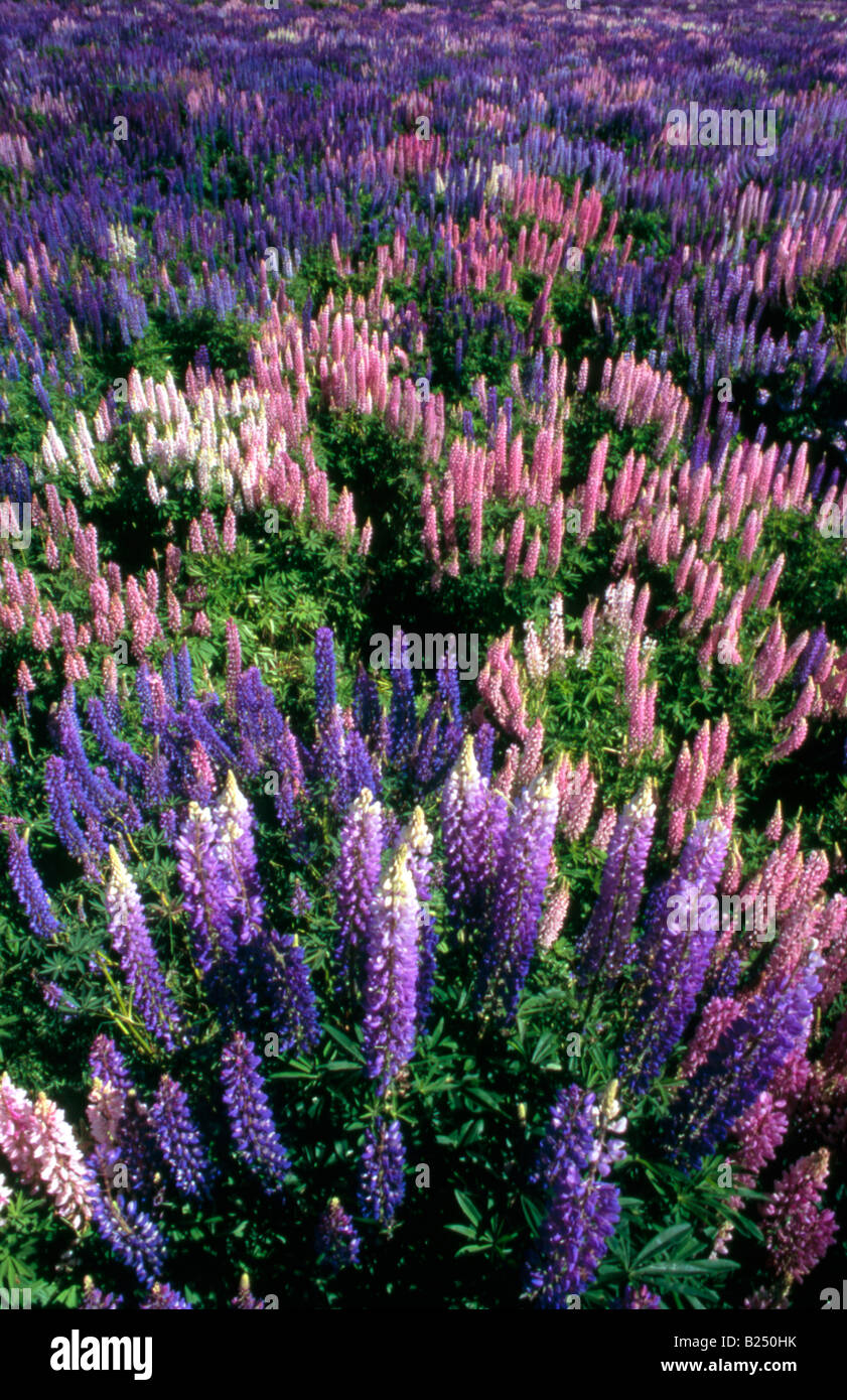 Lupinen (Lupinus) erstellen eine Farbenpracht in den Tälern des Fiordland und entlang Highway 94 (Straße nach Milford Sound), Neuseeland Stockfoto