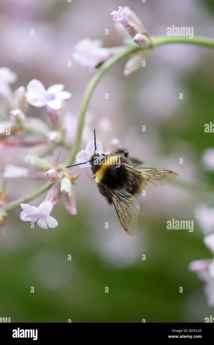 Bombus Lucorum. White tailed Hummel auf weißen Lavendel Stockfoto