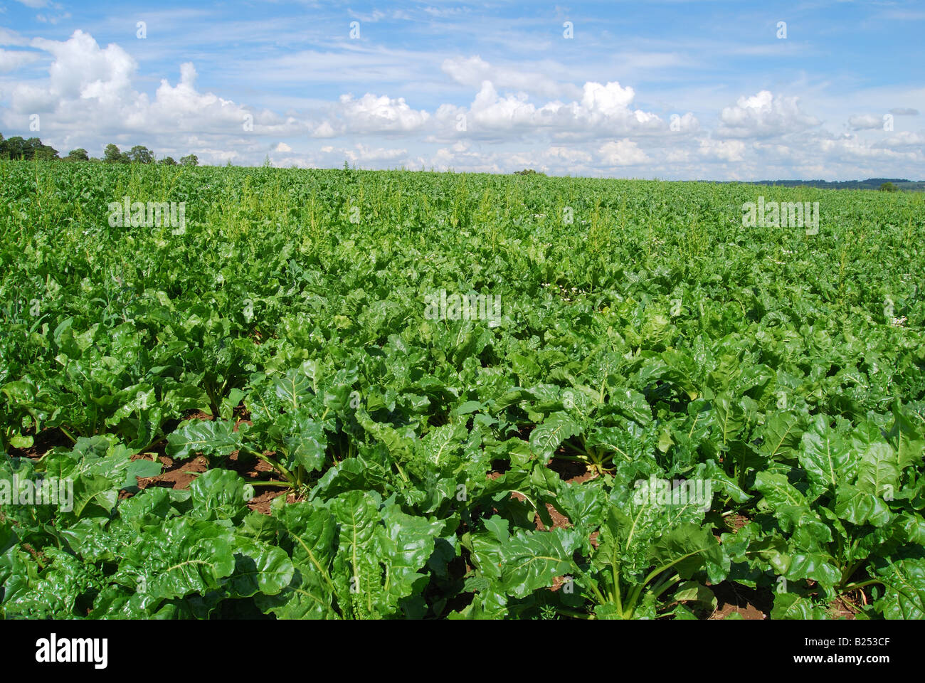 Ernte von Gemüse im Feld, Nr.Ashby-de-la - Zouch, Leicestershire, England, Vereinigtes Königreich Stockfoto