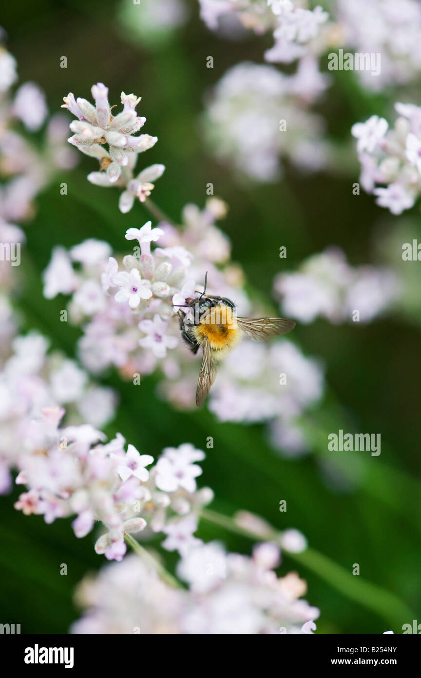Hummel auf weißen Lavendelblüten Stockfoto