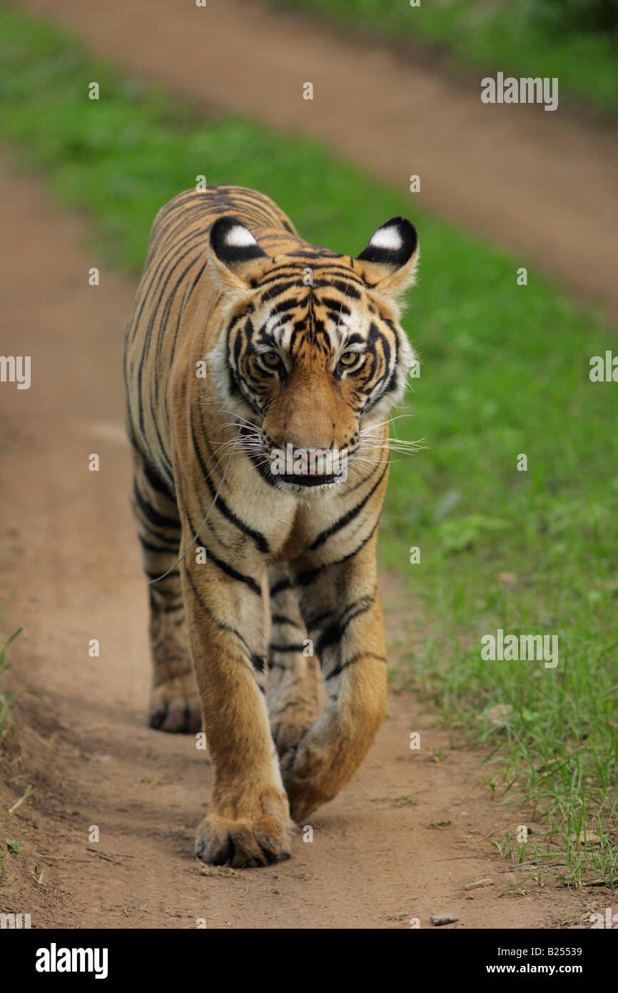 Eine Bengal-Tiger auf einem Dschungel Bahnen im Ranthambore Tiger Reserve, Indien. (Panthera Tigris) Stockfoto