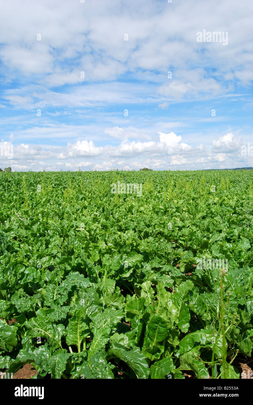 Ernte von grünem Gemüse in Feld Nr. Ashby-de-la - Zouch, Leicestershire, England, Vereinigtes Königreich Stockfoto