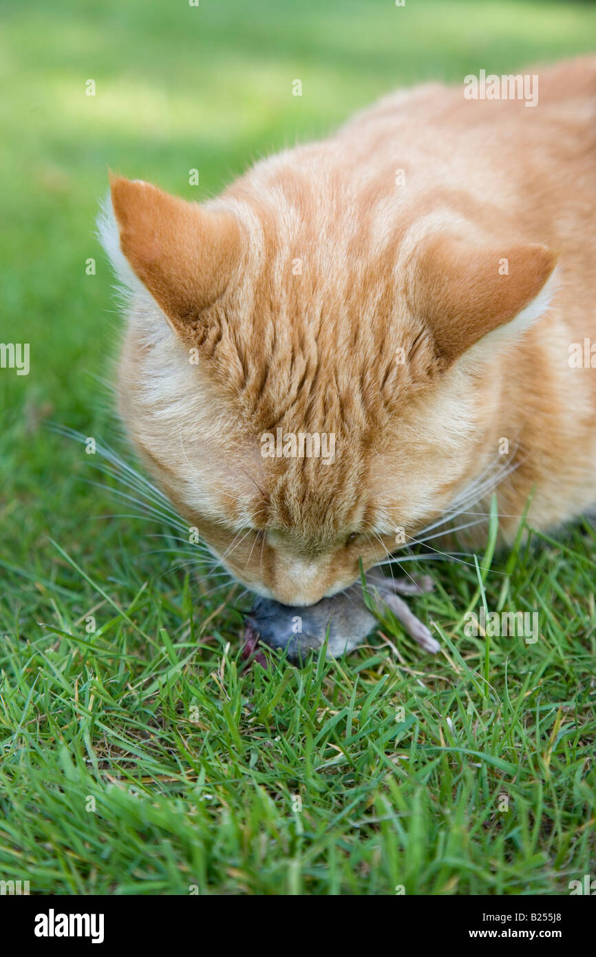 Ingwer-Domestic Cat essen Beute Stockfoto