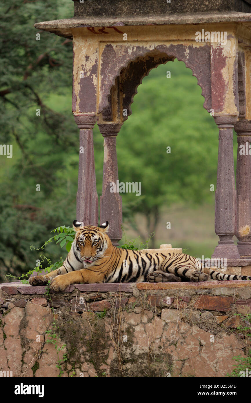 Royal Look, Bengal-Tiger (Panthera Tigris) Stockfoto