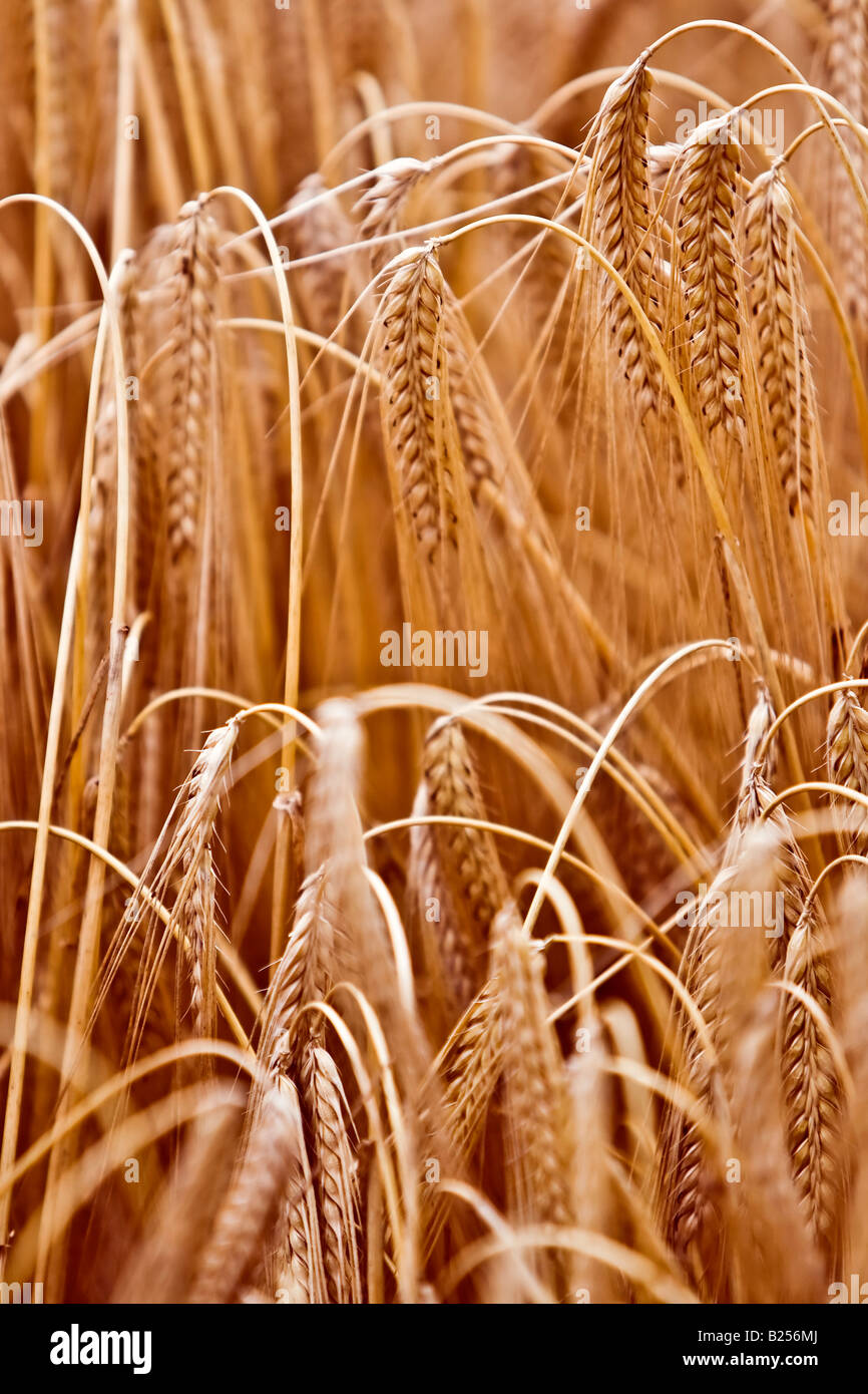 goldene Ähren Stockfoto
