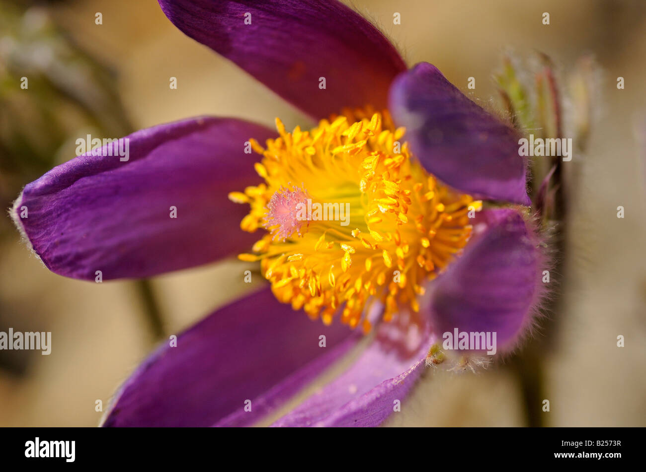Passque Flower, Pulsatilla vulgaris, Schweiz Stockfoto