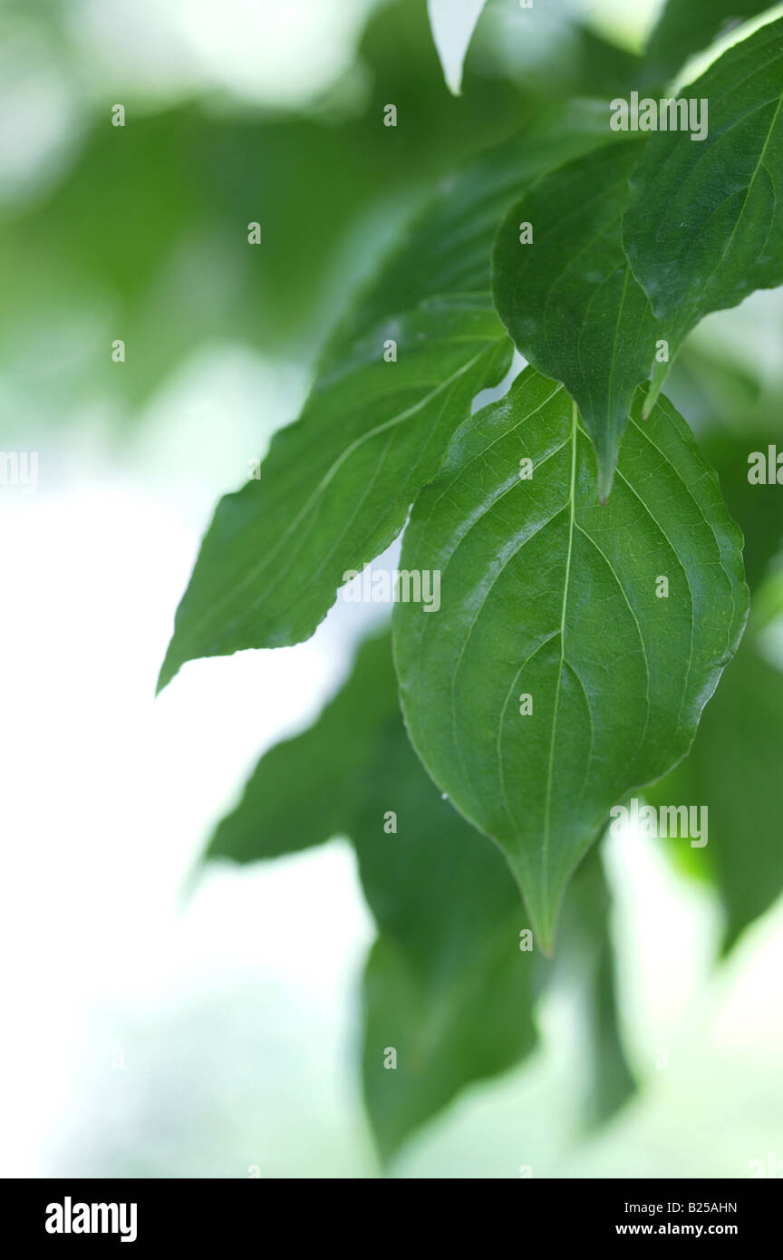 Grüne Blätter Stockfoto