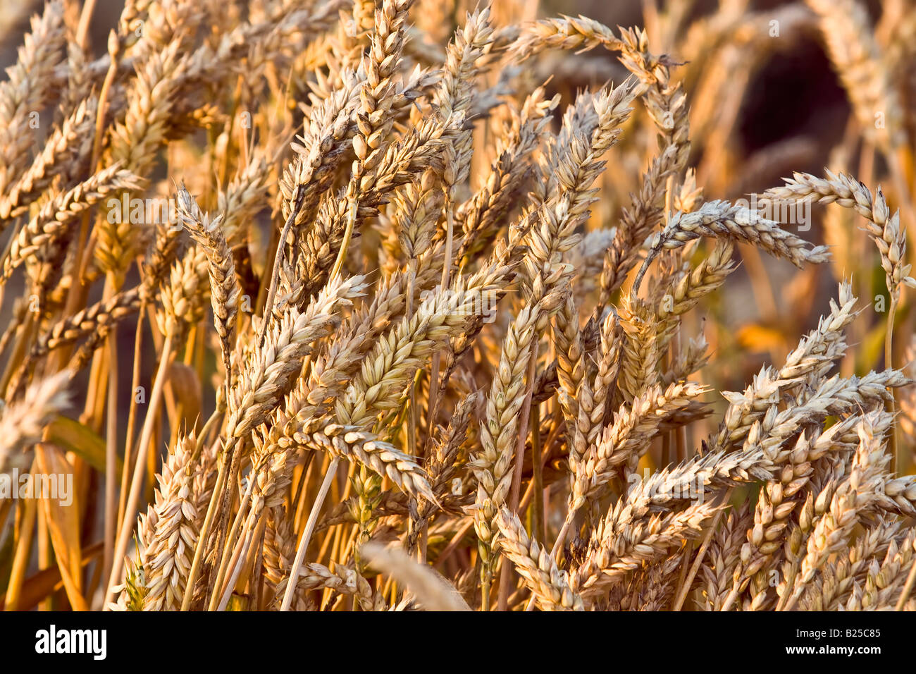 Weizen Ohren Stockfoto