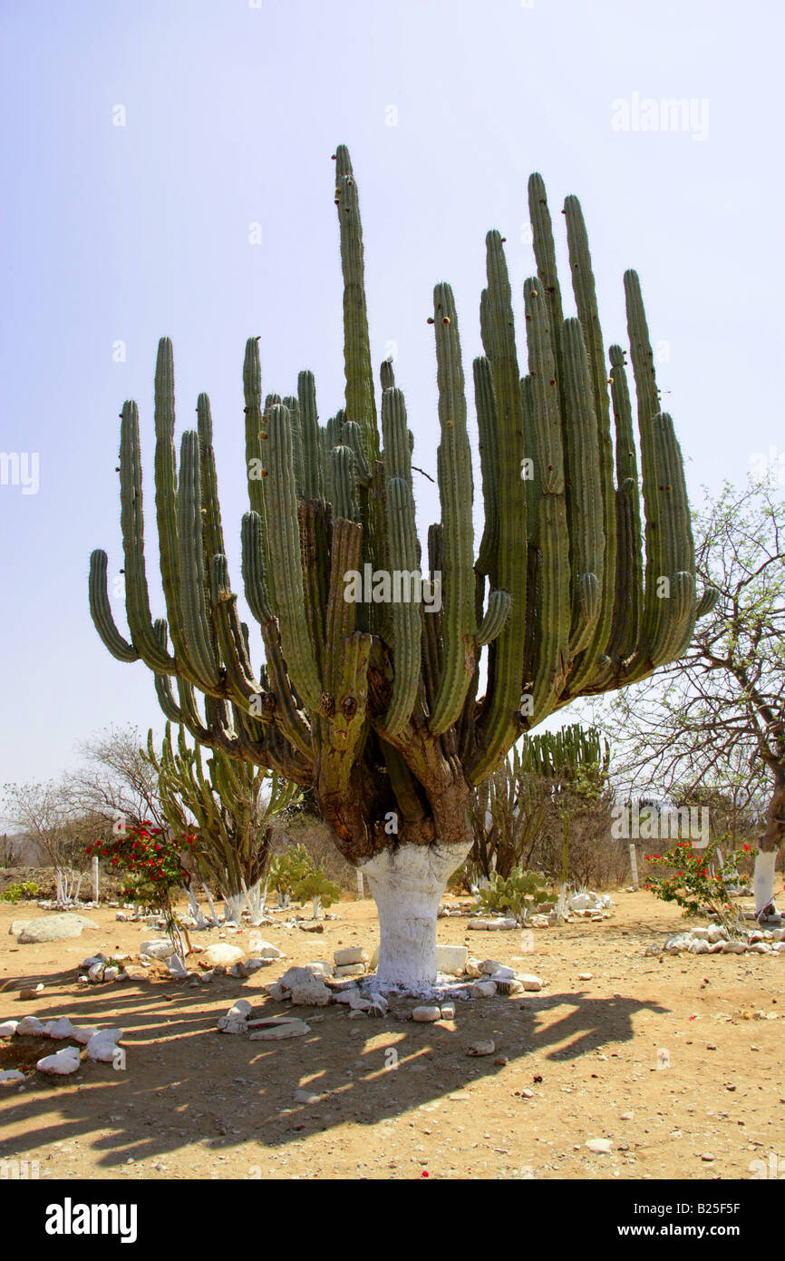 Kandelaber Kakteen Myrtillocactus Cochal, Sierra Madre, Bundesstaat Oaxaca, Mexiko Stockfoto