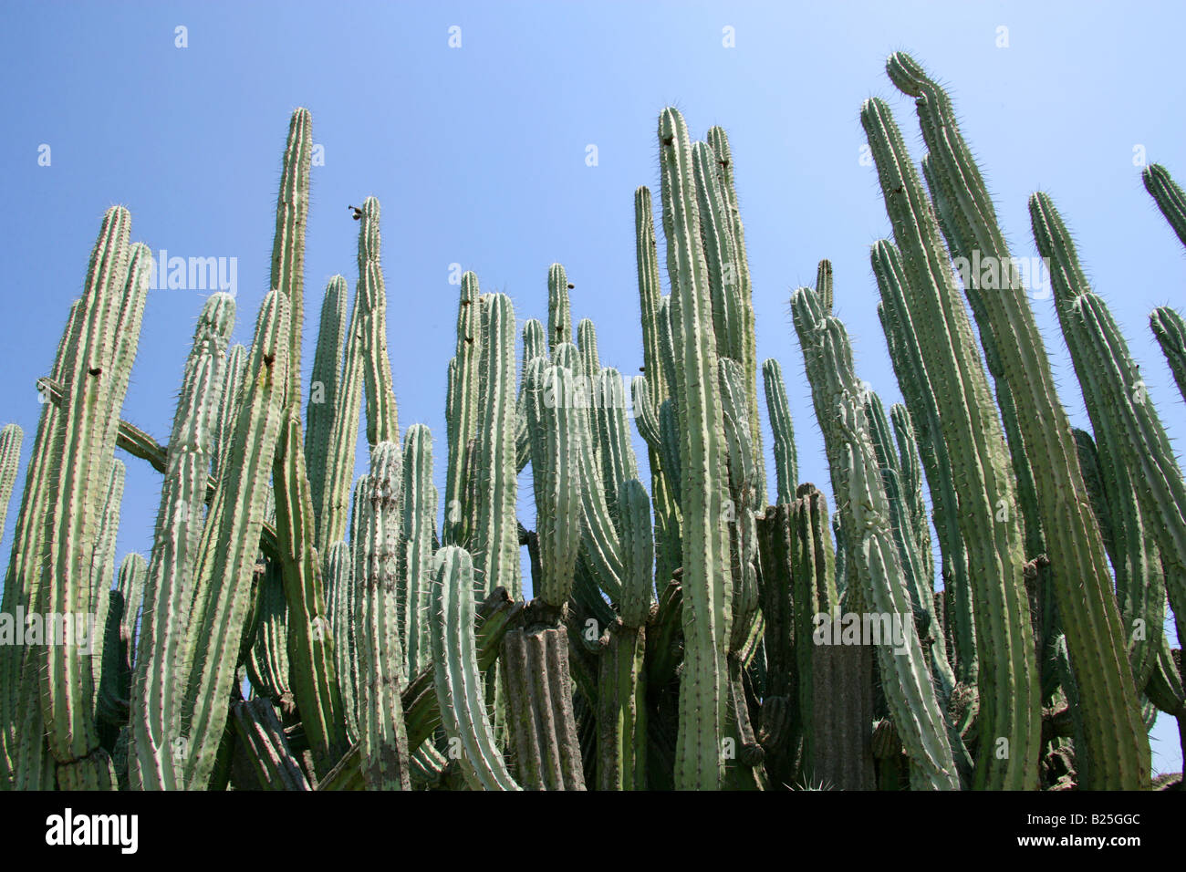 Kandelaber Kakteen Myrtillocactus Cochal, Sierra Madre, Bundesstaat Oaxaca, Mexiko Stockfoto