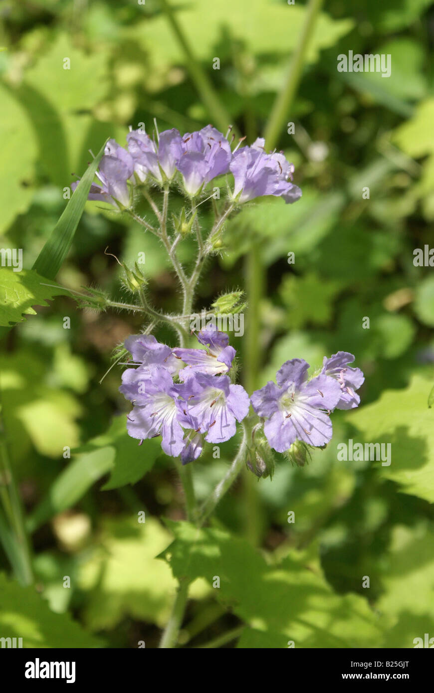 Wildblumen im Frühjahr Stockfoto