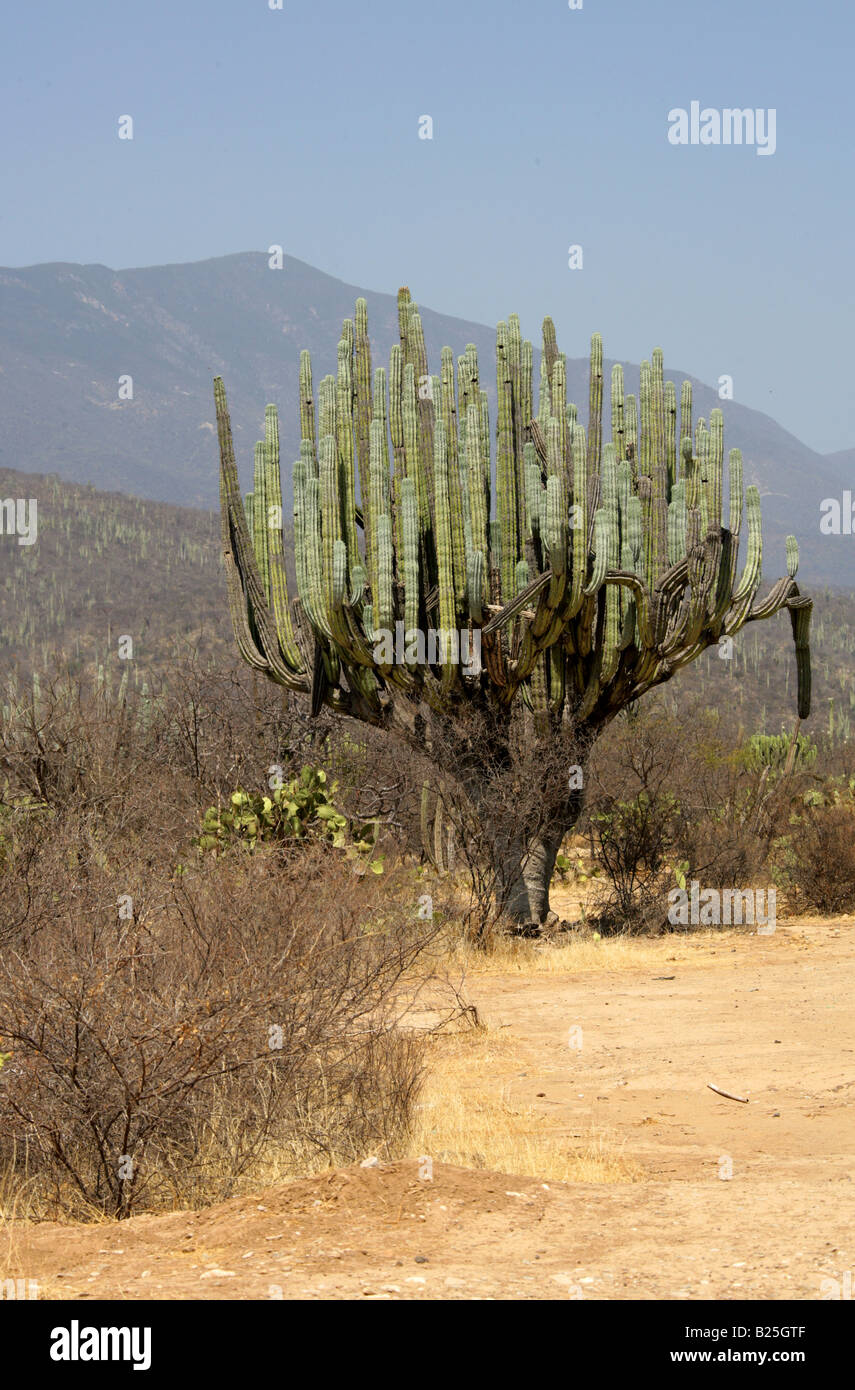 Kandelaber Kakteen Myrtillocactus Cochal, Sierra Madre, Bundesstaat Oaxaca, Mexiko Stockfoto