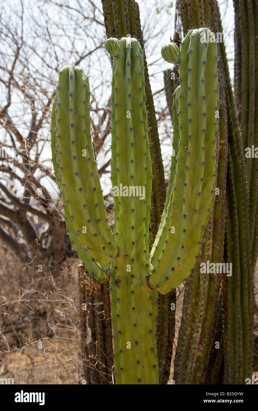 Kandelaber-Kaktus, Myrtillocactus Cochal, Sierra Madre, Bundesstaat Oaxaca, Mexico Stockfoto