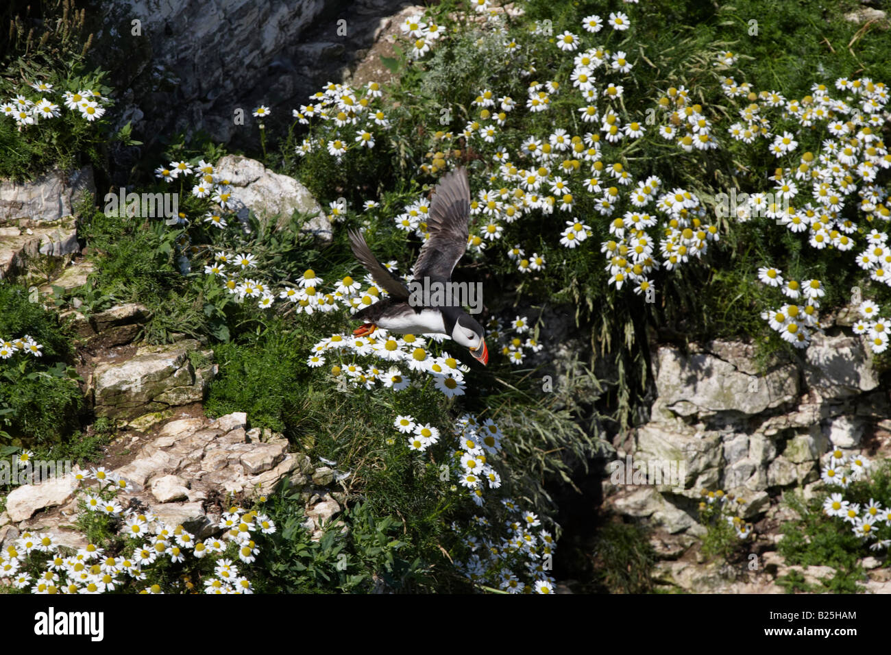 Papageitaucher (Fratercula Arctica) die Flucht in die Sonne, umgeben von Gänseblümchen - RSPB Bempton Cliffs, Yorkshire Stockfoto