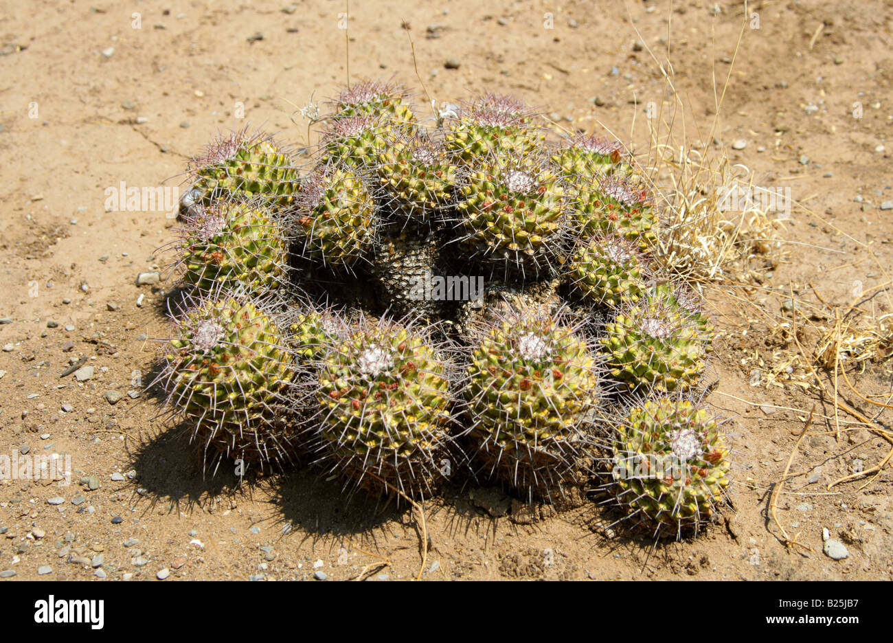 Mexikanische Kakteen Mammillaria SP., Sierra Madre, Bundesstaat Oaxaca, Mexico Stockfoto