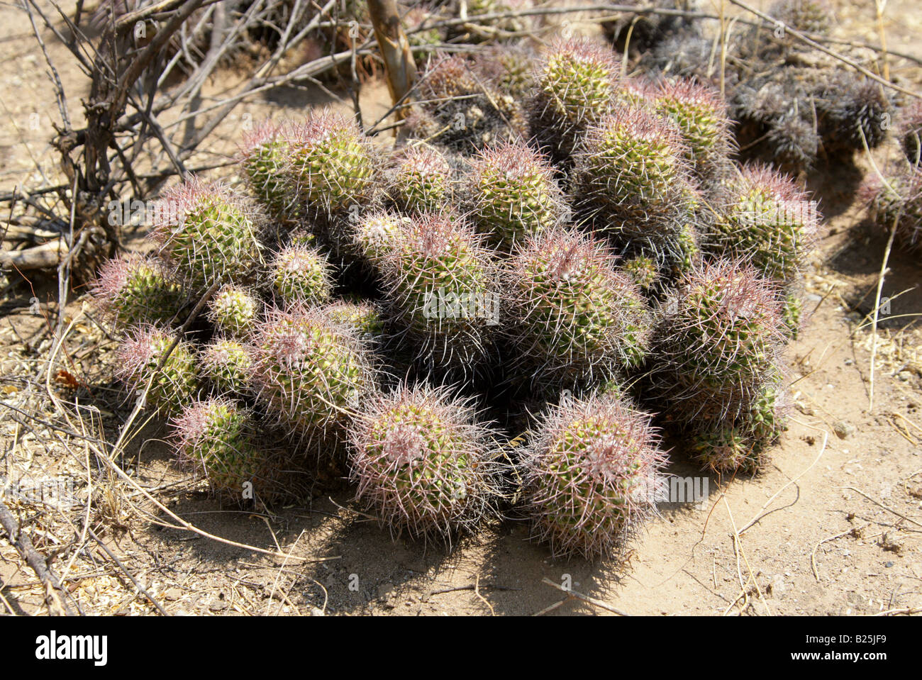 Mexikanische Kakteen Mammillaria SP., Sierra Madre, Bundesstaat Oaxaca, Mexico Stockfoto