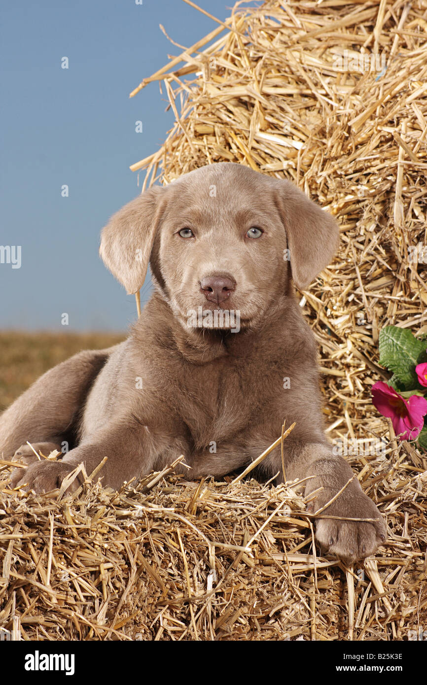 graue Labrador Retriever Welpen - liegend im Stroh Stockfoto