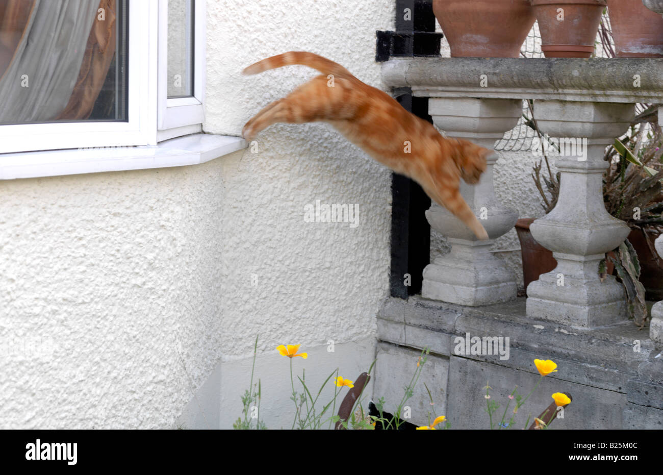 Ginger Tom Cat springt aus dem Fenster Stockfoto