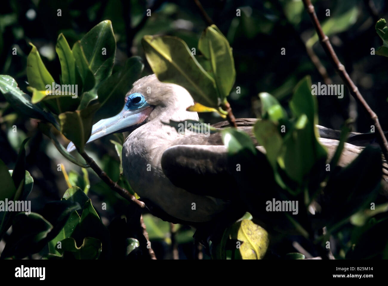 Eine rote footed Sprengfallen Sula Sula sitzt in den Bäumen auf Genovesa Island in den Galapagos-Inseln von Ecuador Stockfoto