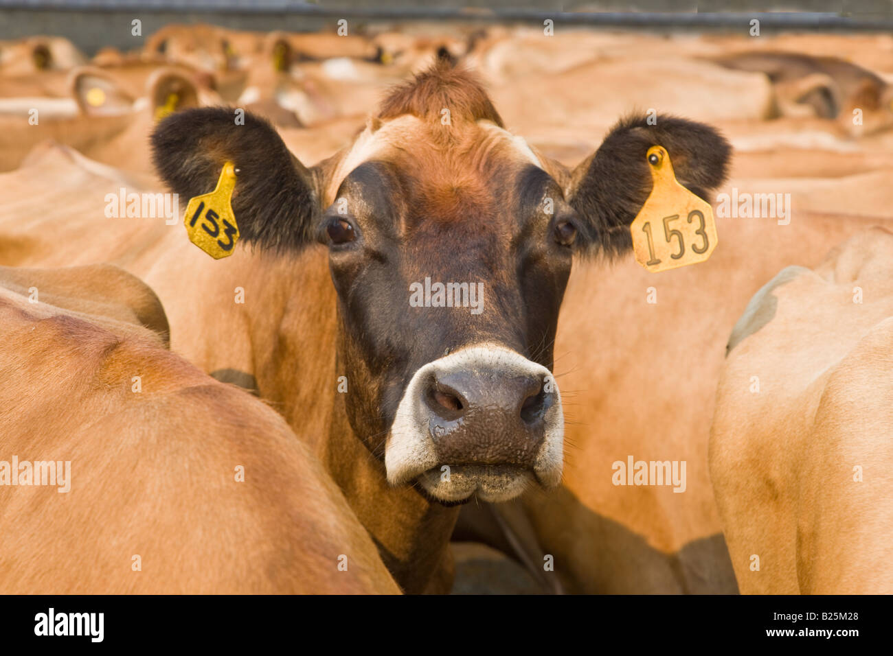 Jersey-Kuh zu kommunizieren. Stockfoto