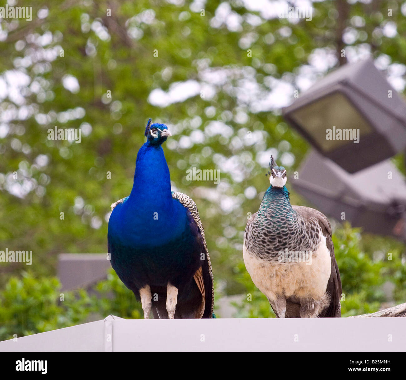 Bilder der wilden Tiere Stockfoto