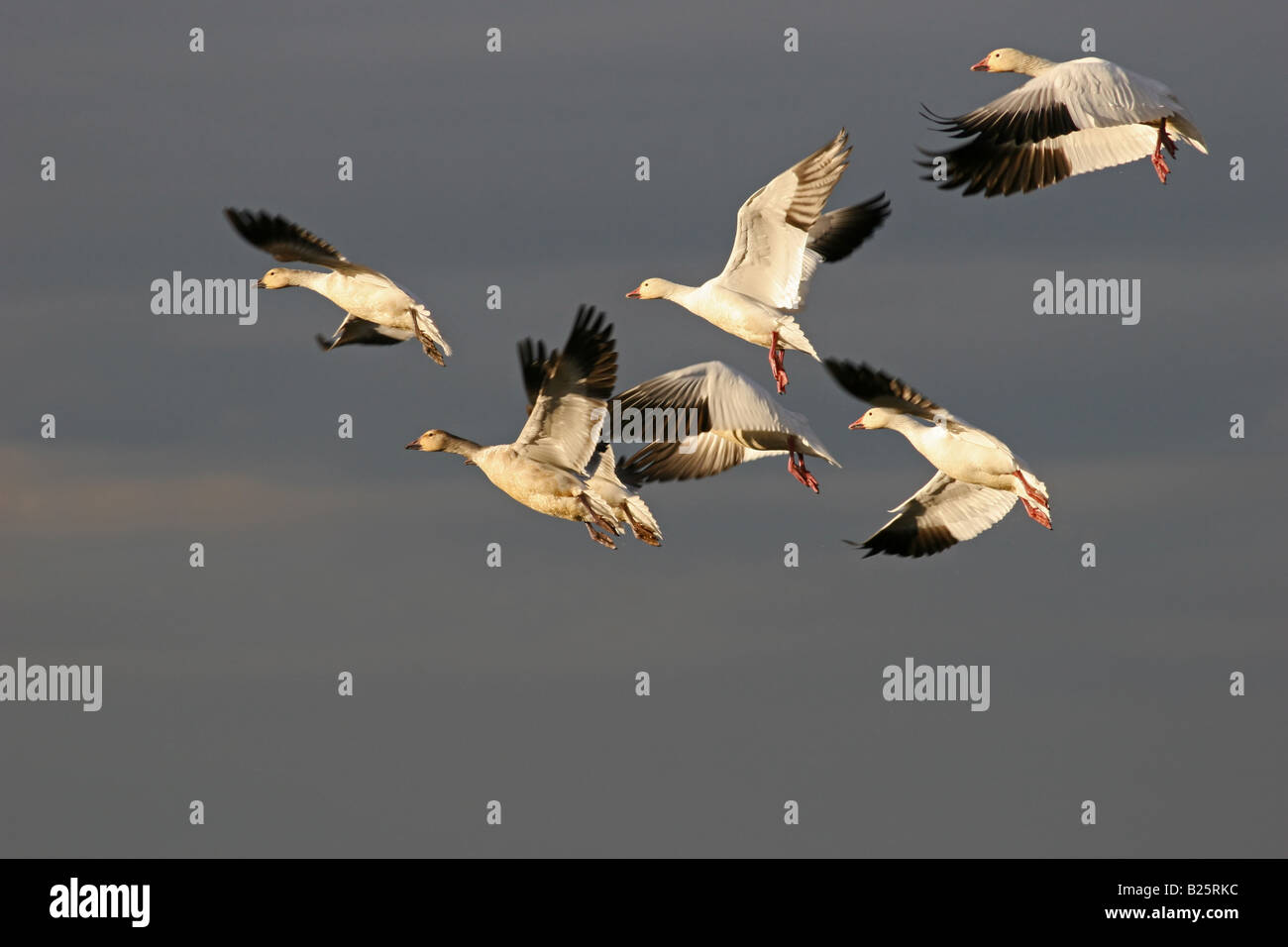 Schneegänse (Chen Caerulescens) fliegen - Sacramento Wildlife Refuge, Kalifornien, USA Stockfoto